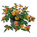 Afbeelding van Ej Portulaca P19 Hang New